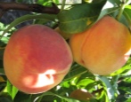 Peach Redhaven (Red Hill)