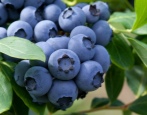 Blueberry Chanticleer