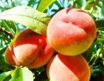 Peach Top Sweet T5