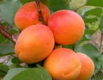 Apricot Triumph Nord