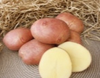 Kartoffeln Zhuravinka