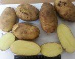 Kartoffeln Zorachka