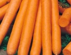 Amsterdamer Karotten