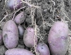 Kartoffeln Gusseisen