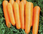 Karotten Babysüße
