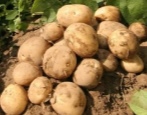 Elmundo-Kartoffeln