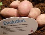 Kartoffelentwicklung