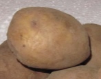 Lugovskoy Kartoffeln