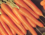 Karottenhonig