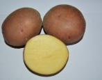 Kartoffel Pershatsvet