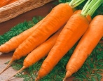 Rote Riesen-Karotten