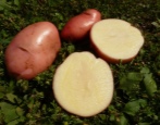 Kartoffeln Sarpo Mira