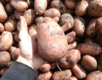 Slawjanka-Kartoffeln