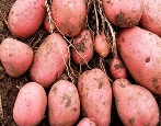 Unica-Kartoffeln