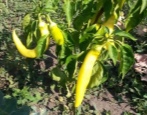 Hongaarse gele peper