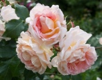Rose Amaretto