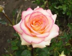 Rose amazonas