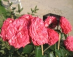 Rose Antik