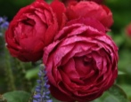 Rose Ascot