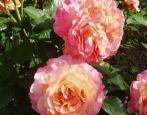 Rose von Augusta Louise