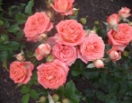 Rose barbados