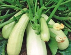 Zucchini Weiß