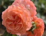Rose Belvedere