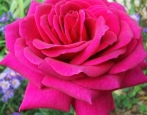 Rose Big Purple