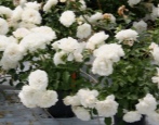 Rose Blanc Meyandecor