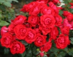 Rose Schwarzwaldrose