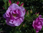 Rose Blaubeerhügel
