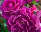 Rose Bluebel
