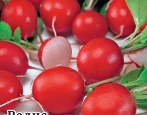 Rettich Cherryet