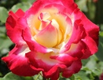 Rose Double Delight