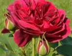 Rose Darcy Bussell