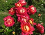Rosendekor Harlekin