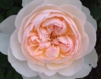 Rose Sanfte Hermine