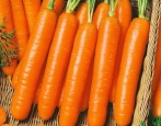 Forto Karotten