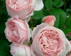 Rose Gartentraum