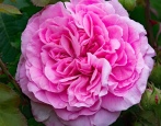 Rose Gertrude Jekyll