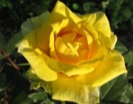 Rose Goldenes Medaillon