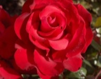 Rose Grand Amore