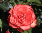 Rose Leguan