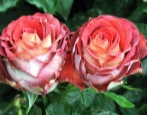 Rose Iguazu