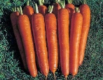 Karottenkaiser