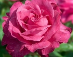 Rose Caprice de Meilland