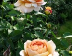 Rose Karamell Antik