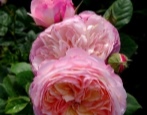 Rose Konstanz