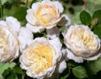 Rose Krokus Rose