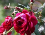 Rose von Quadra